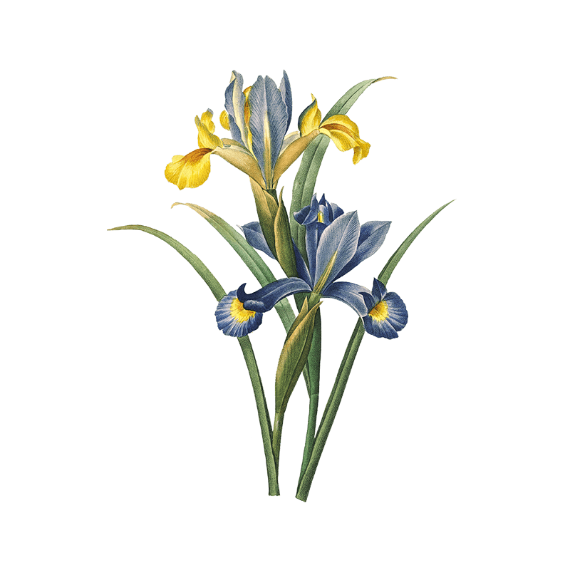 iris single iris single
