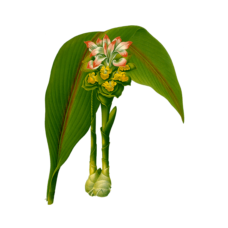 zodoaria single zodoaria single